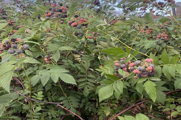 1748935589863085.jpg 處理圖3.jpg