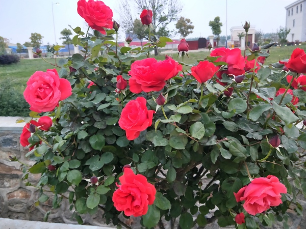 1763452365621261.jpg 月季花照片(1).jpg